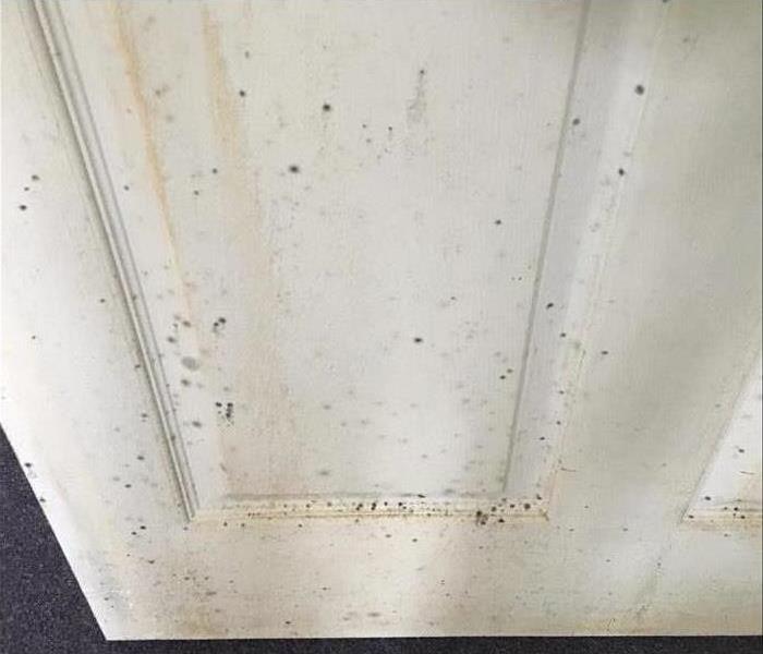 Mold growing on a white door